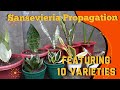 My 1st collection of sansevierias [Snake plant or mother in laws tounge]