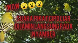 wow... suara pikat cipo liar dijamin langsung pada nyamber.