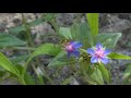 Anagallis foemina centonchio azzurro medicinal herb