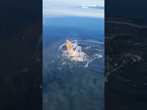 The nordic Saltwater