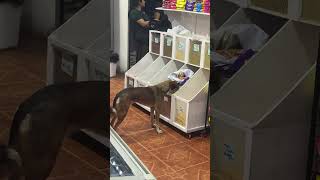Dog Sneaks Into Store and Steals a Snack