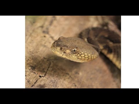 Eastern Diamondback Rattlesnake Ready to Strike but Retreating - YouTube