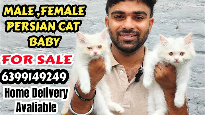 Watch the video about 🔥WHITE PERSIAN CAT SHOW QUALITY BABY MALE AND FEMALE AVALIABLE FOR SALE • HOME DELIVERY AVALIABLE