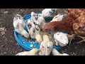 Civcivlerimiz Büyüyor - Aseel Chick