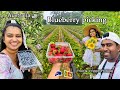 You pick berries melbourne     mappin travelsinhala vlog australia