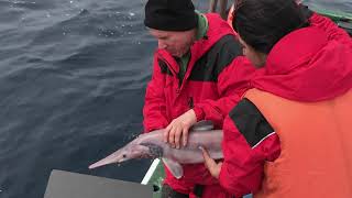 Dave Ebert Searching for Lost Sharks