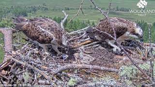 Littlest Loch Arkaig Osprey chick gets a good meal when Louis returns the second fish 10 Jun 2026