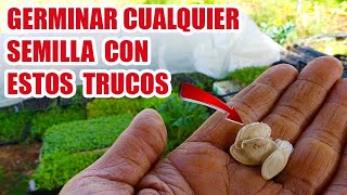 ⚠️💡ASI SE GERMINAN LAS SEMILLAS // TRUCOS PARA TENER EXITO ASEGURADO 🌱🌱🌱