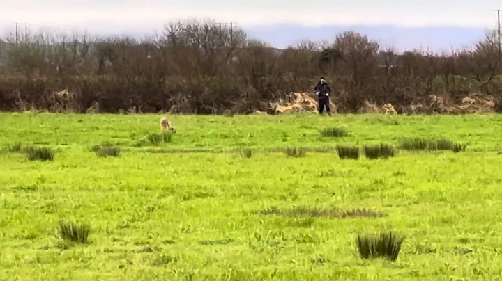 Ali making it look is easy hare coursing