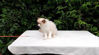 RAGDOLL KITTEN FOR SALE  Male: AMBROSIAN DOLL Deris