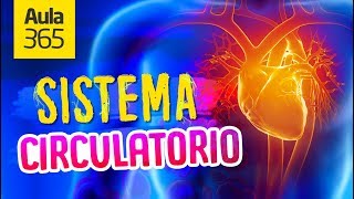 Sistema crecimiento circulatorio al contribuir el ¿Qué óseo? para hace