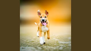 Tail-Wagging Rhythms in Jazz