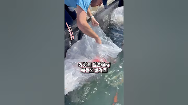 일본에서 항공직송 배달 해버리는 20억 짜리 코이