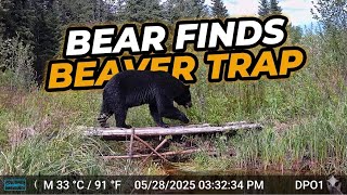 But What Happens Next Is Crazy   #gardepro #bcwildlife #blackbear