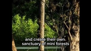 Floating Forest // AMAZON #explore #amazon #forest Information