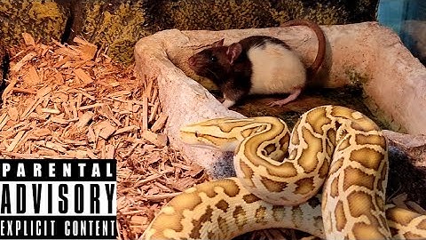 Beautiful Hypo Burmese Python Live Feeding!  Spicy Rat!  Documentary