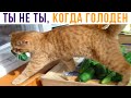 НЕ ТОРМОЗИ, ОГУРЦА ГРЫЗНИ!))) Приколы с котами | Мемозг 763