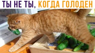 НЕ ТОРМОЗИ, ОГУРЦА ГРЫЗНИ!))) Приколы с котами | Мемозг 763