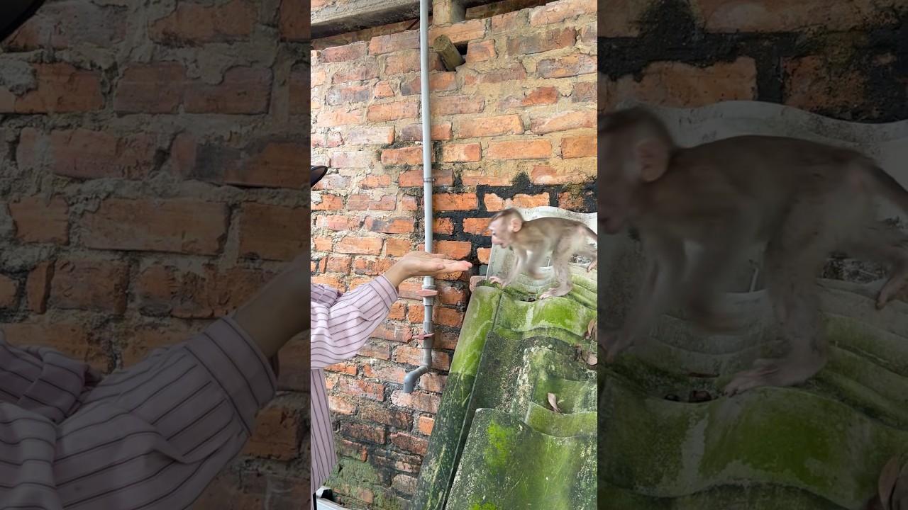 Детеныши обезьян очень любят свою маму.