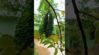creative video farming reel idea 💡😍 #farming #ketibadi #shortvideo #viral #video
