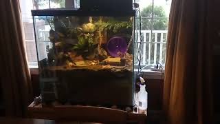 Hermit Crab on Hamster Wheel