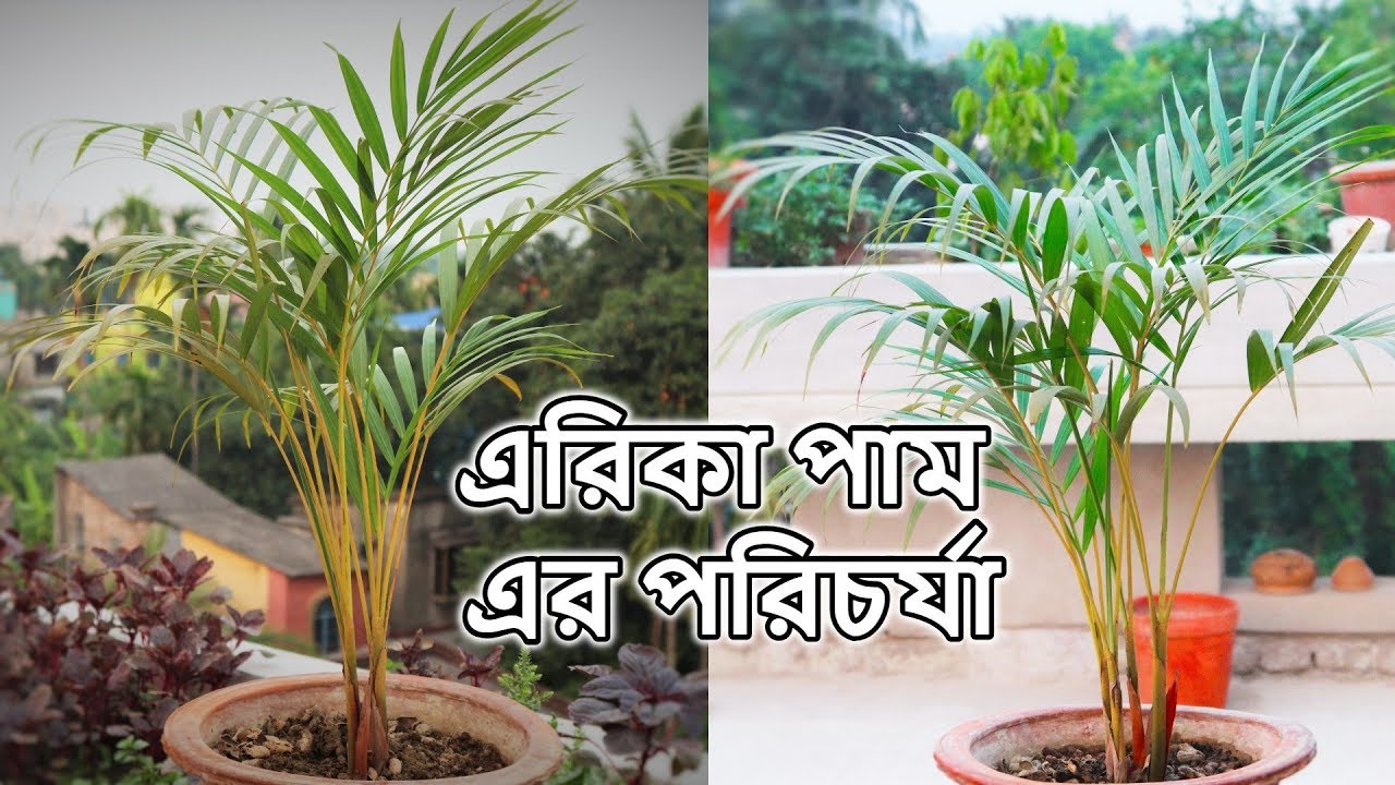 Air Purifier Plants Areca Palm How To Care || এরিকা পাম / সুপারি পাম এর
