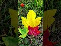 Nature flower video🌹 #shorts #viral #music