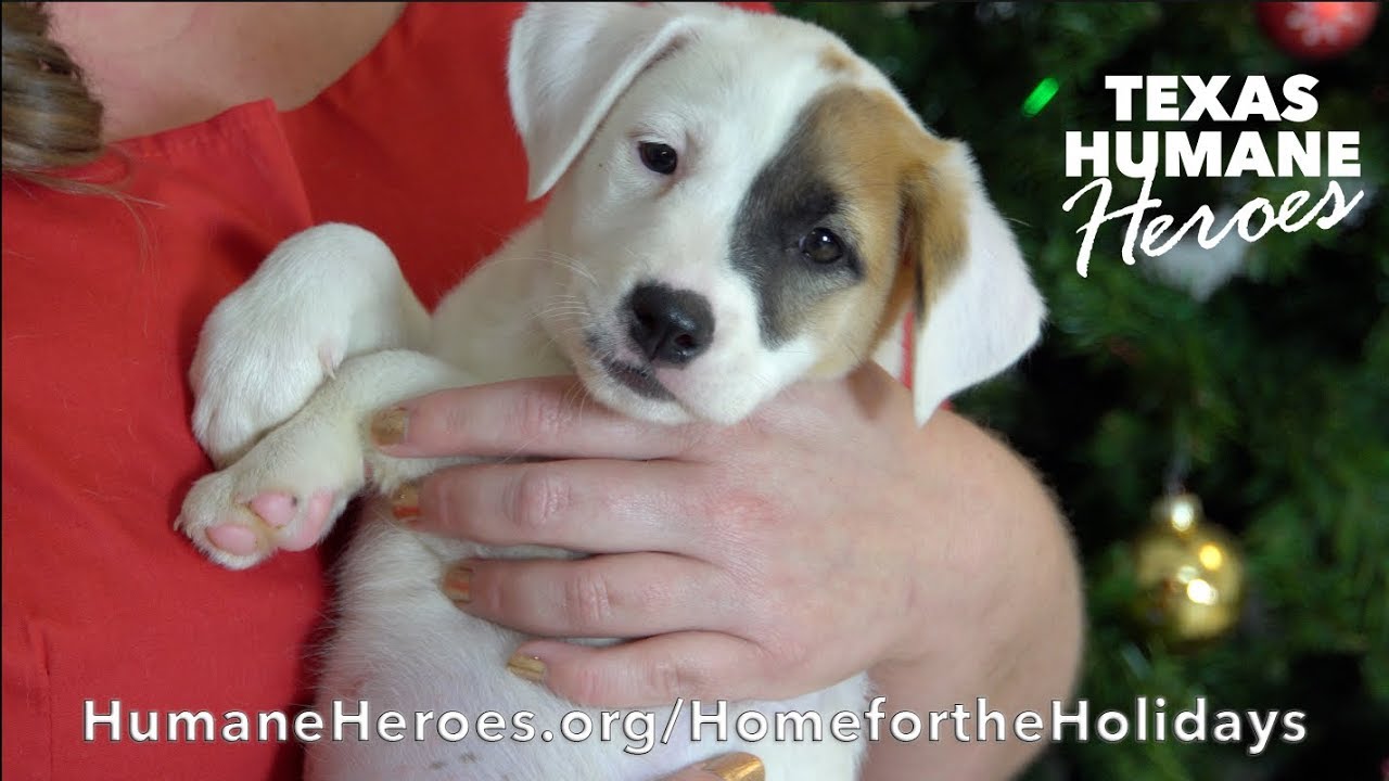 Texas Humane Heroes' Home for the Holidays YouTube