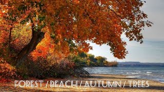 Free video for download - Forest Autumn Trees free video for use in your videos