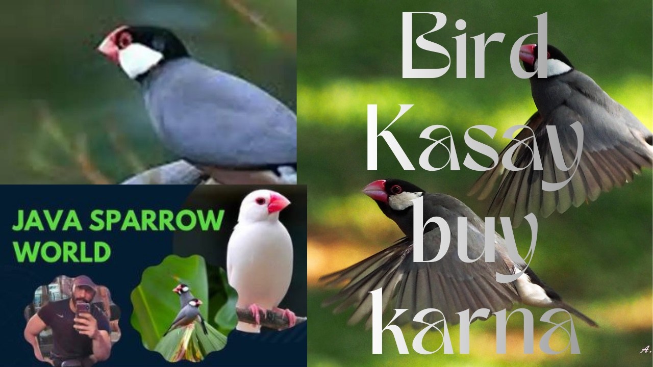 Java Seeds Mix, Fawn Sparrow Breeding tips , Java Sparrow , Java Finch , White Java , Silver Java
