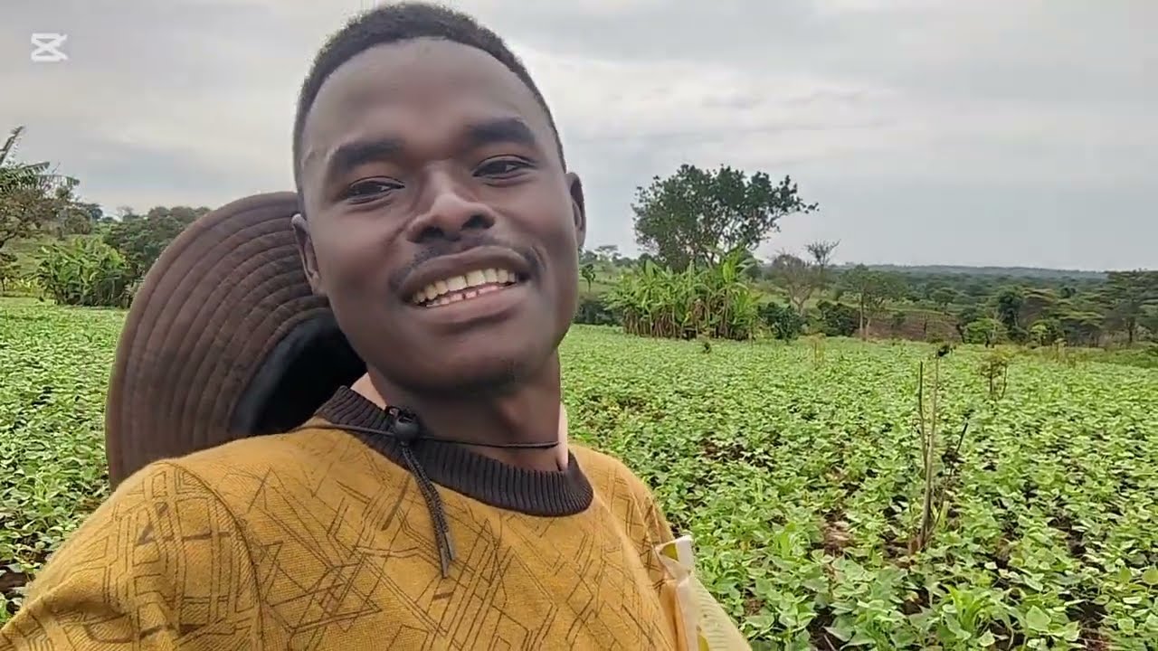 Kilimo cha maharage ya njano mkoani kigoma: zao la mda mfupi.