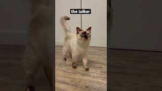 My crazy Balinese cat can't stop screaming at me #shorts