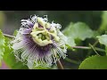 果物時計草 / Passion fruit Timelapse