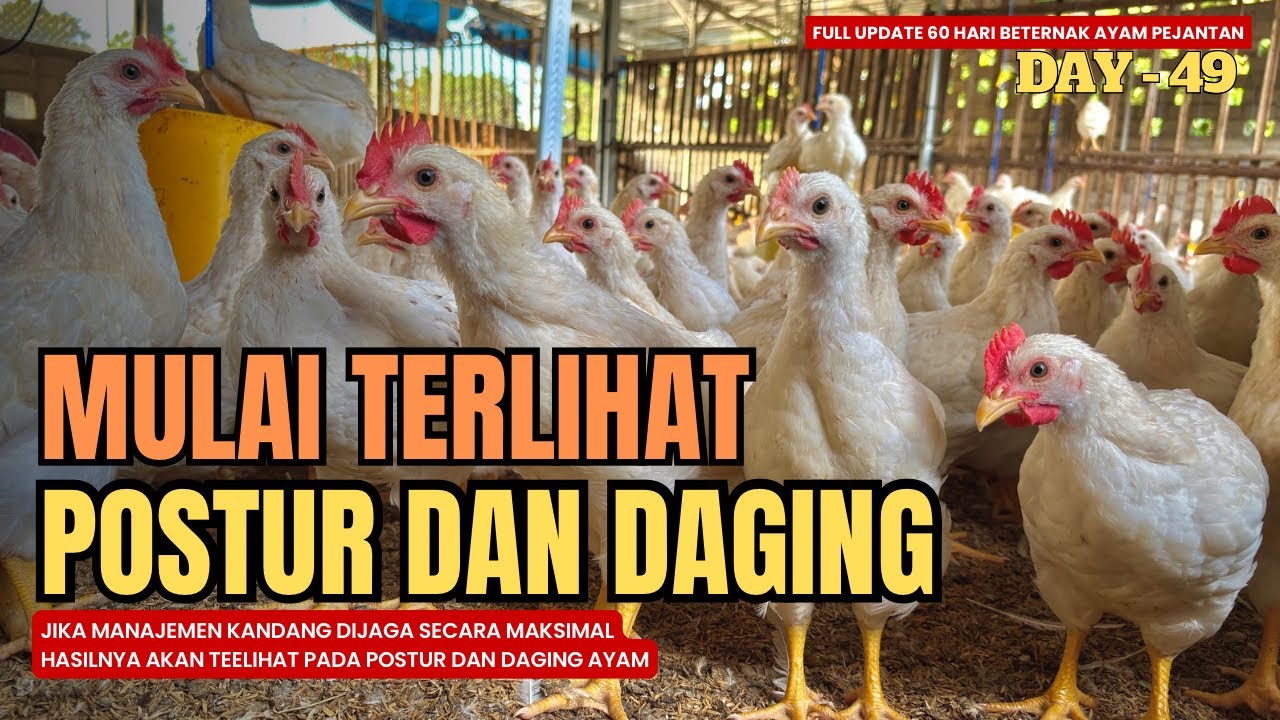 DAY 49 - FCR AYAM PEJANTAN MINGGU KE-7
