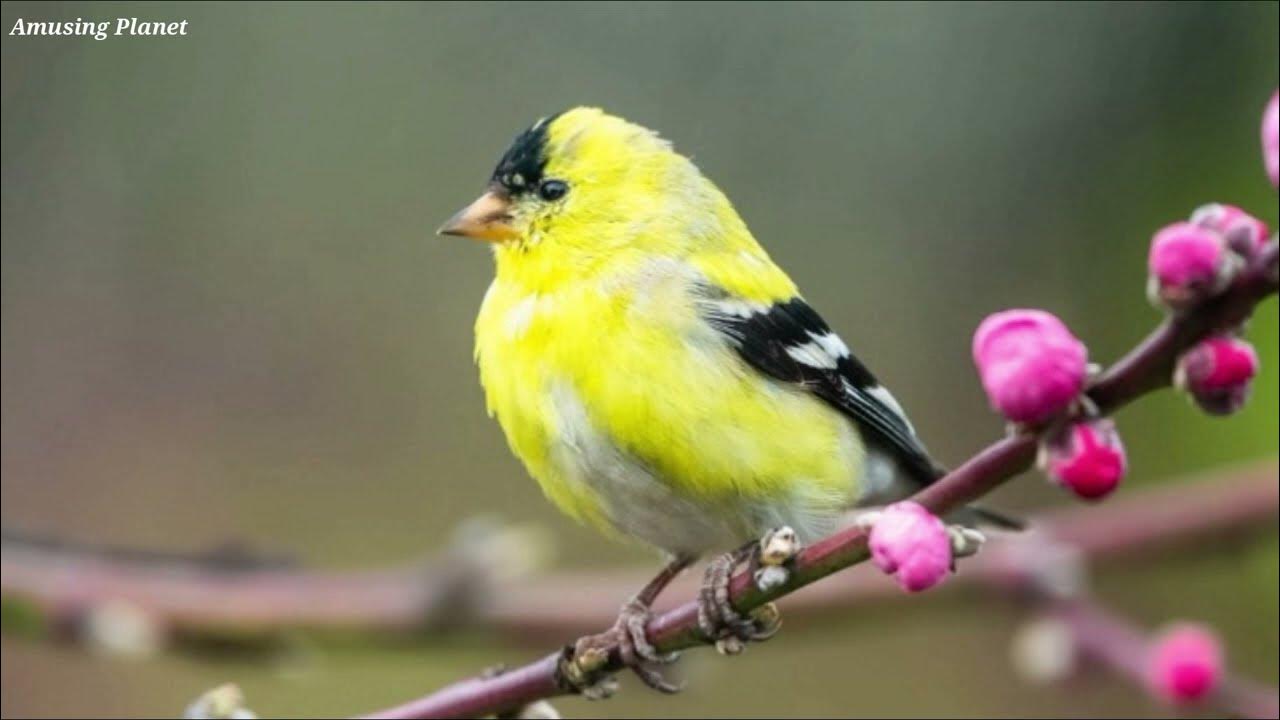 American Goldfinch Chirping / American Goldfinch Sounds / American