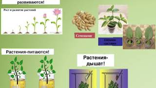 4  Какие у растений секреты