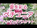 夏を彩るペチュニアの【ハンギングバスケット】八重咲きと一重咲きをミックスします!