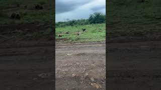 Dangerous Wild Dog #wildlife #wildanimals #wilddog #animal #dog #dogs #animals #attack