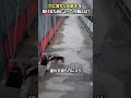 穴に落ちた兄弟犬を助けるためにとった行動とは？