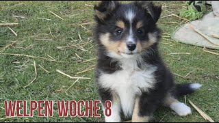 Süße Sheltie Welpen  Woche 8 / Einblick in die HundeZucht