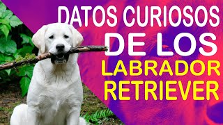 DATOS CURIOSOS DE LOS PERROS LABRADOR RETRIEVER 🐾 by Todo Sobre el Perro 87 views 3 months ago 4 minutes, 11 seconds