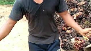 Goyang Jengkol