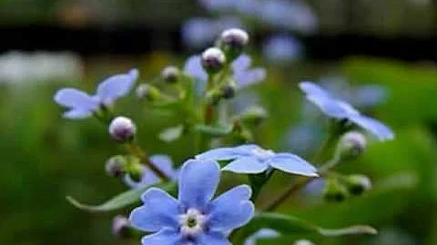 Quali sono i primi fiori di primavera?