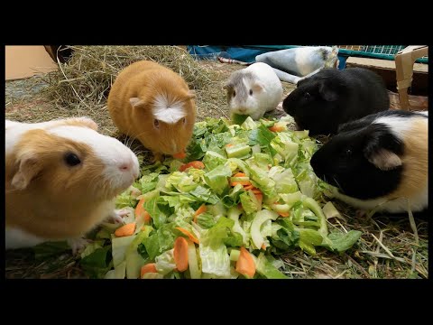 guinea-pig-thanksgiving-feast!