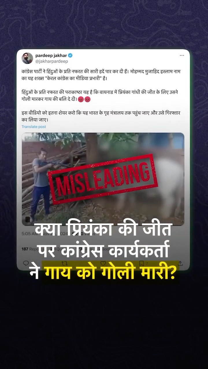 FACT CHECK: क्या Priyanka Gandhi की जीत पर Congress कार्यकर्ता ने गाय को गोली मारी?