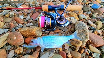 CÂU LURE CÁ SUỐI, CÁ MƯƠNG