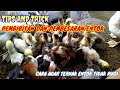 TIPS AND TRICK TERNAK ENTOK AGAR UNTUNG BERLIPAT