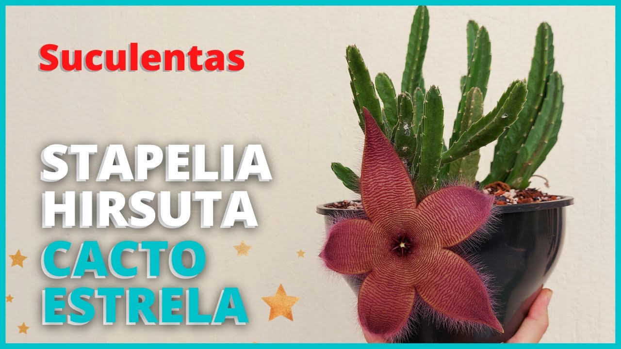 STAPELIA HIRSUTA - CACTO ESTRELA | Conheça a floração e saiba como cultivar  e plantar essa suculenta - thptnganamst.edu.vn