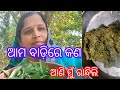 #ଏମିତି ଥରେ ବନାନ୍ତୁ ଆପଣ ଭାତ ରୁଟି ପଖାଳ ସବୁଥିରେ ଖାଇପାରିବେ //modronga sago raita//dipti k k daily vlogs 