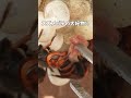スズメバチの大好物は肉!? #スズメバチ飼育 #スズメバチ観察 #昆虫観察